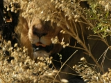 Lion in the Bush