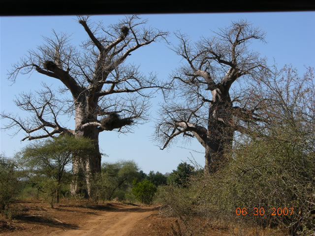 Africa photo4