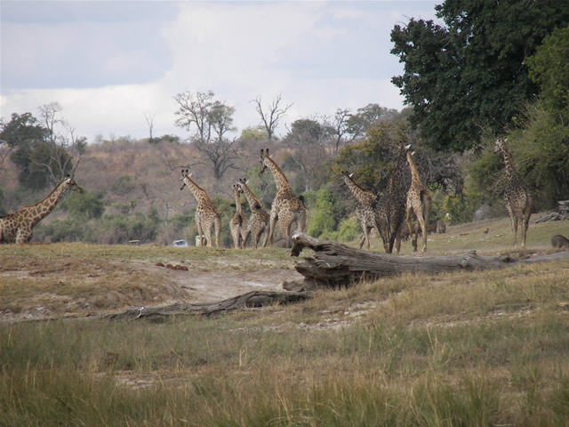 Africa photo8